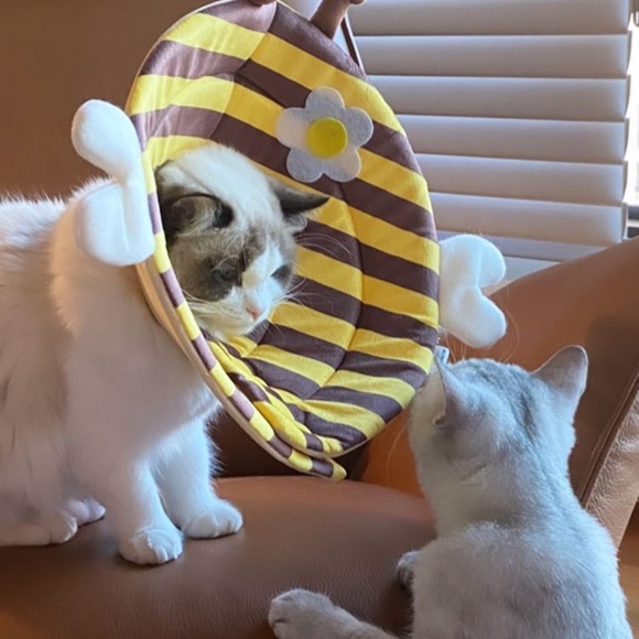 Meet your Posher, Johana - Picture 1 of 1